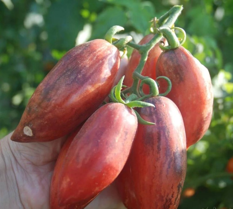 Slivka Gurman paradicsom , Lycopersicum esculentum, paradicsom